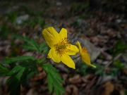 13 Anemone giallo oro